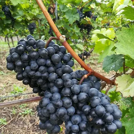 דירה Winzerstrasse צל אן דר מוזל