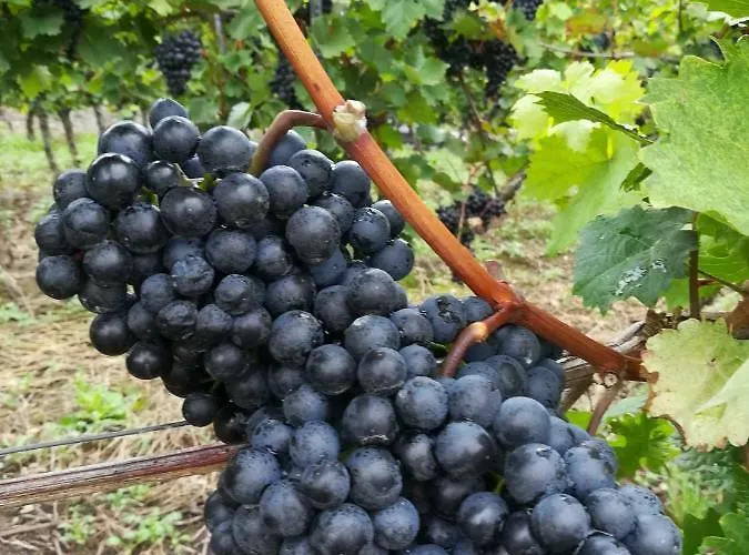 Appartement Winzerstrasse Zell